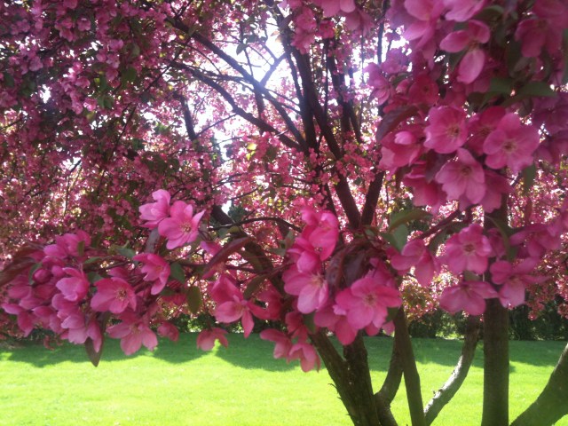 ❃ Blowin' in the Wind ❃